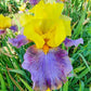 Sunrise at Sea Reblooming Bearded Iris