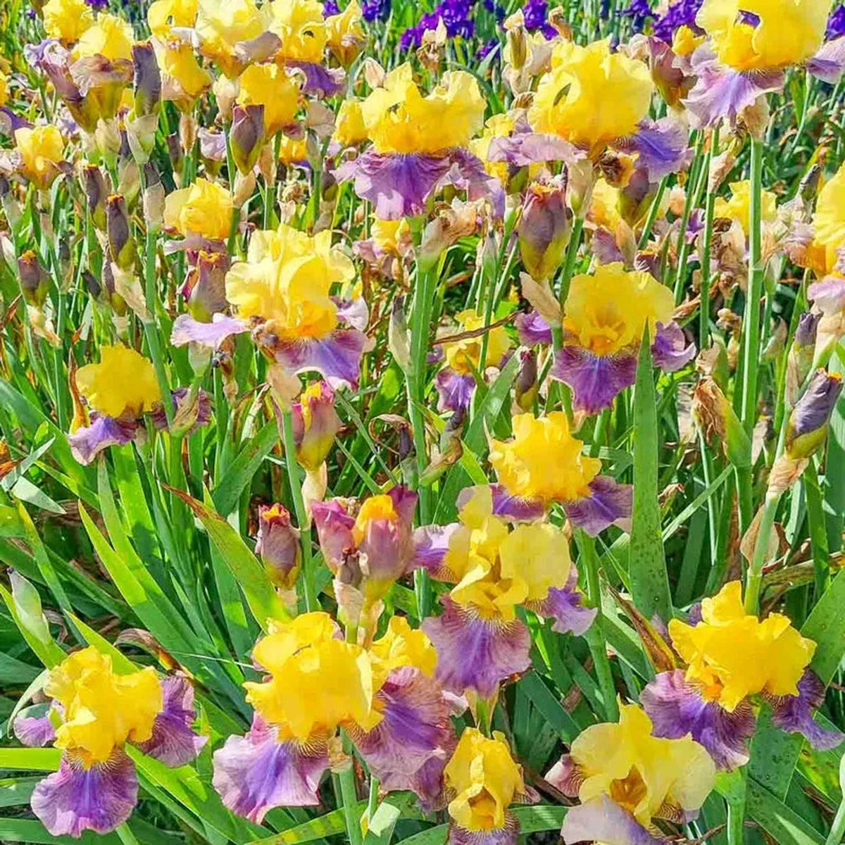 Sunrise at Sea Reblooming Bearded Iris