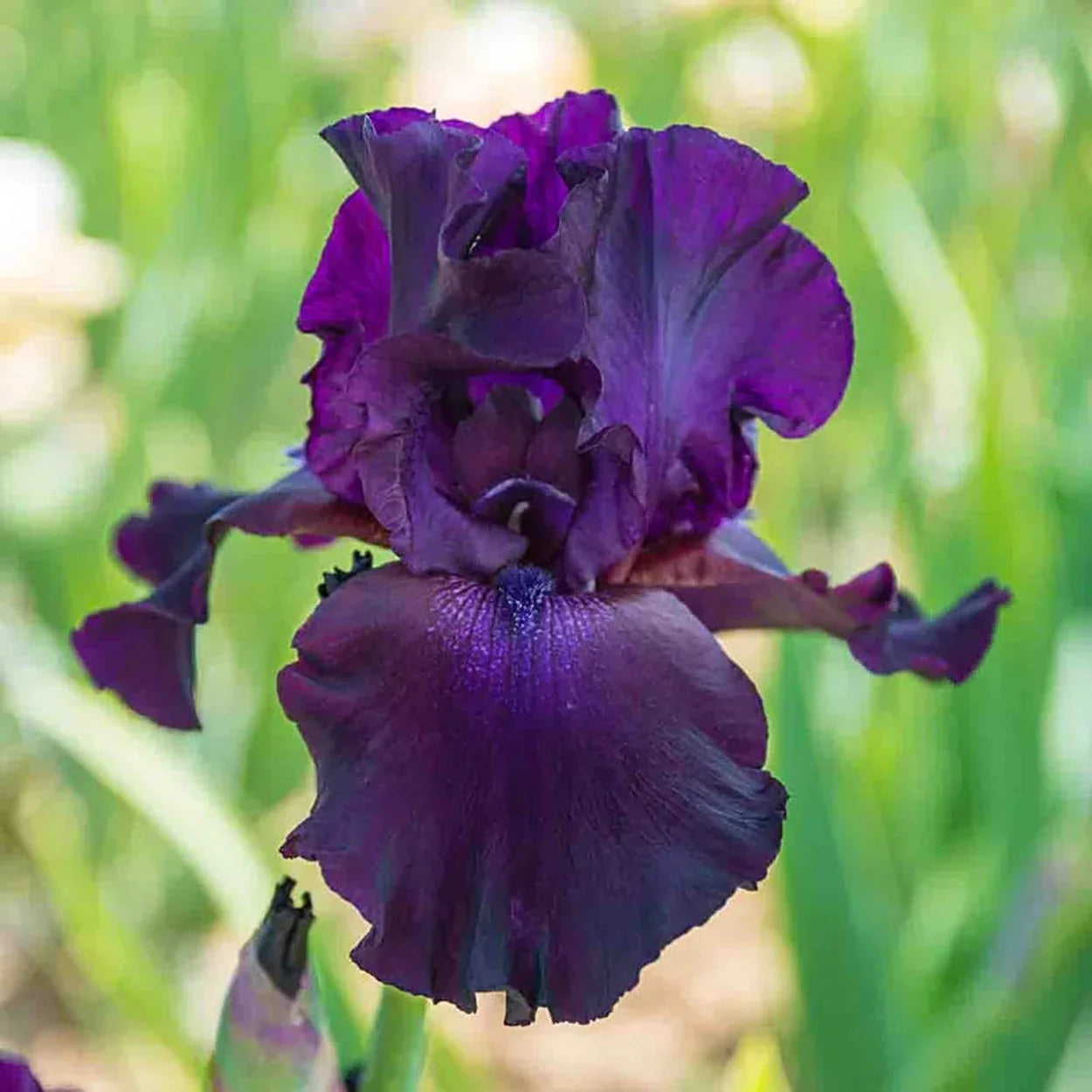 Superstition Bearded Iris