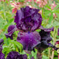 Superstition Bearded Iris