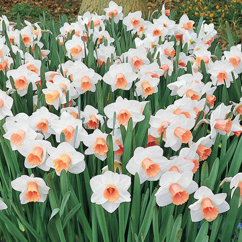 Salome Daffodil Narcissus Bulbs Blooms Species Growing Bonsai Roots Rhizomes Corms Tubers Potted Planting Reblooming Fragrant Garden Flower Seeds Plant