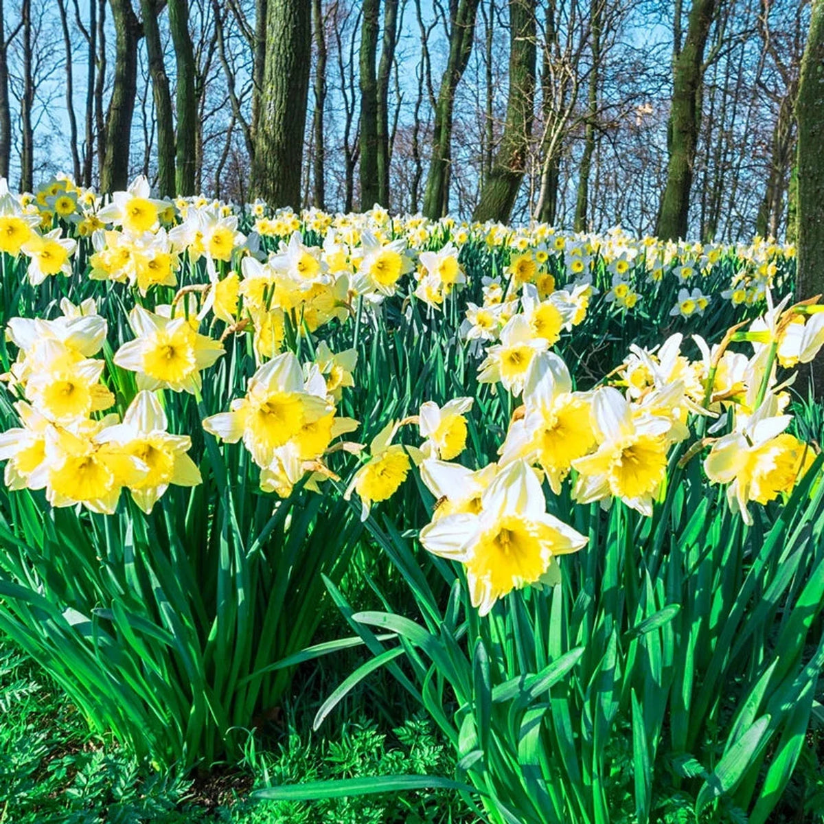 Ice Follies Daffodil