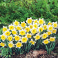Ice Follies Daffodil