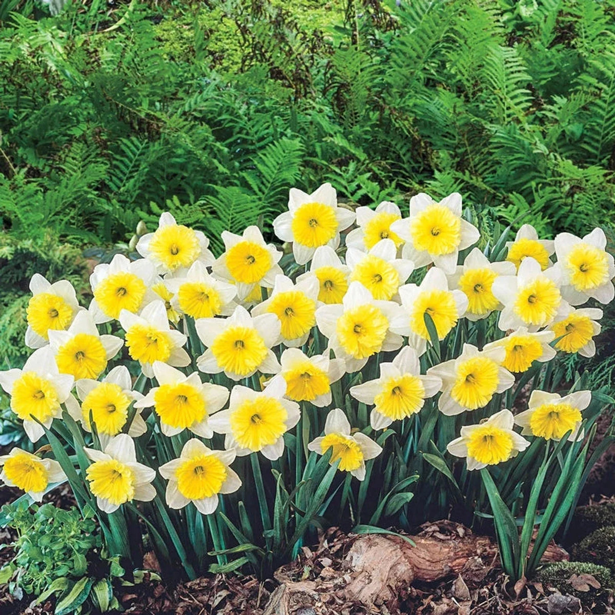 Ice Follies Daffodil
