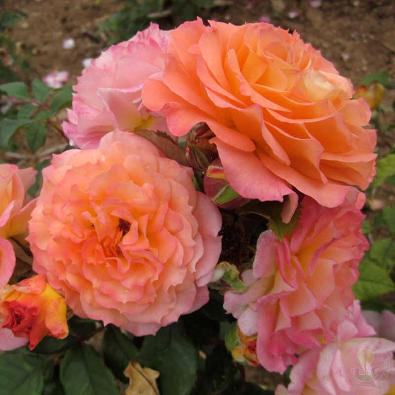 Domaine Saint Jacques du Couloubrier Rose Seedlings Flower Seeds Perennial Growing Bonsai Corms Tubers Potted Planting Reblooming Fragrant Garden Roots Rhizomes Species Blooms Plant Bulbs Gardening Tree