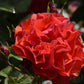 Rose de Montmerac Rose Seedlings Flower Seeds Perennial Growing Bonsai Corms Tubers Potted Planting Reblooming Fragrant Garden Roots Rhizomes Species Blooms Plant Bulbs Gardening Tree
