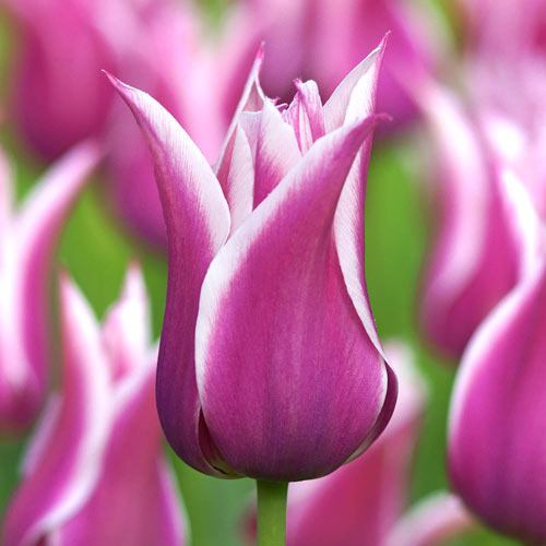 Ballade Tulip Bulbs Blooms Species Growing Bonsai Roots Rhizomes Corms Tubers Potted Planting Reblooming Fragrant Garden Flower Seeds Plant