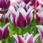 Ballade Tulip Bulbs Blooms Species Growing Bonsai Roots Rhizomes Corms Tubers Potted Planting Reblooming Fragrant Garden Flower Seeds Plant