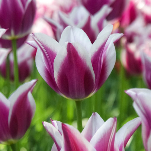 Ballade Tulip Bulbs Blooms Species Growing Bonsai Roots Rhizomes Corms Tubers Potted Planting Reblooming Fragrant Garden Flower Seeds Plant
