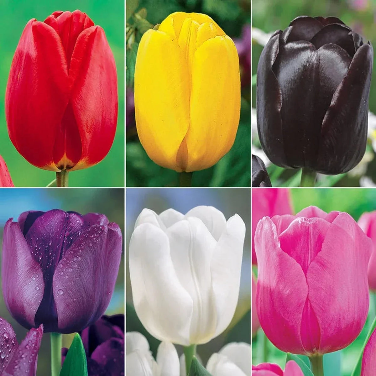 Prize Dutch Tulip Collection