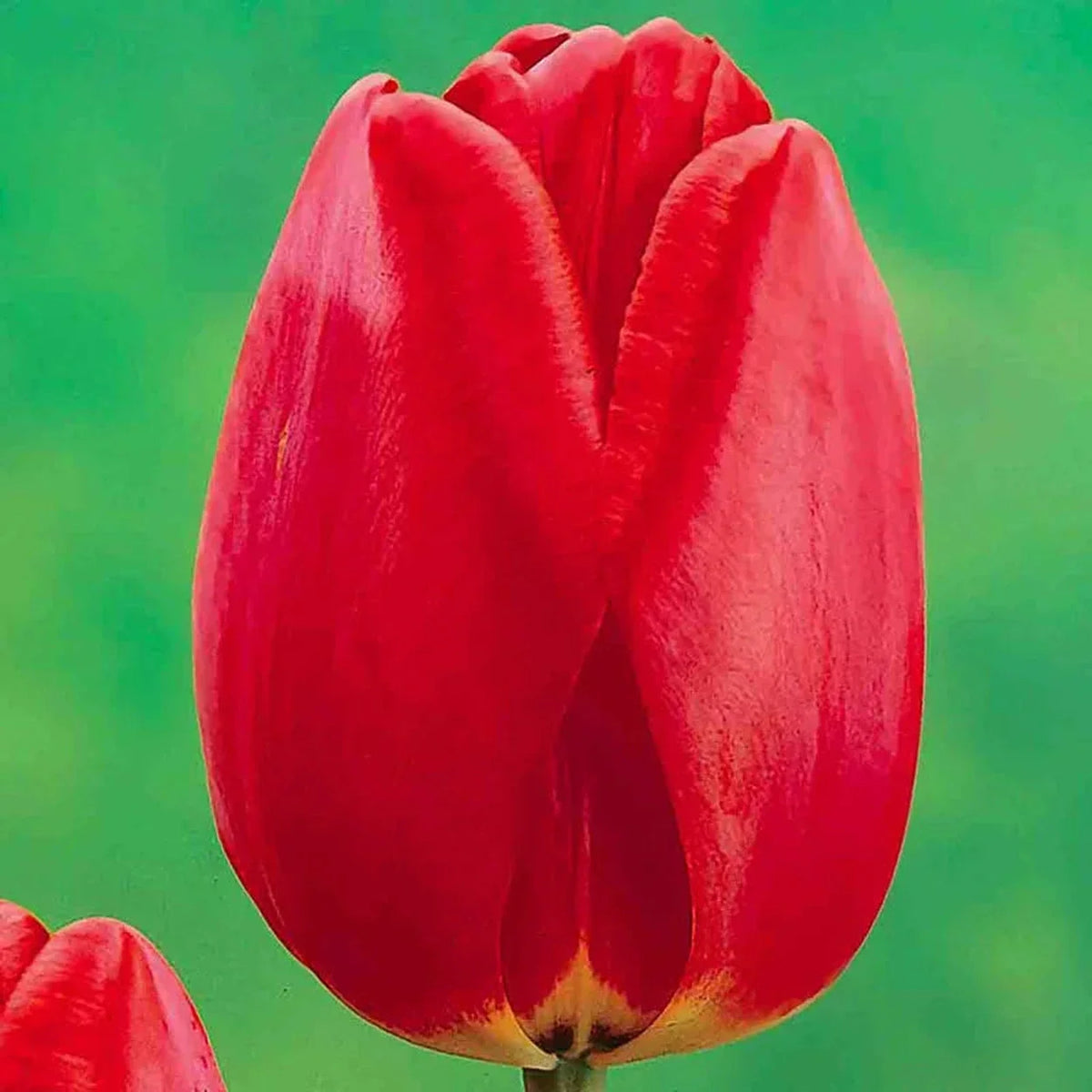 Prize Dutch Tulip Collection
