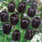 Prize Dutch Tulip Collection