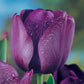 Prize Dutch Tulip Collection