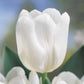 Prize Dutch Tulip Collection