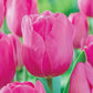 Prize Dutch Tulip Collection