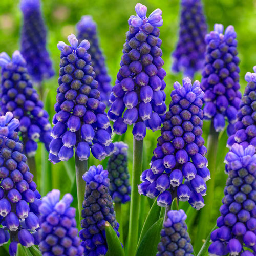 Blue Magic Grape Hyacinth Bulbs Blooms Species Growing Bonsai Roots Rhizomes Corms Tubers Potted Planting Reblooming Fragrant Garden Flower Seeds Plant Gardening