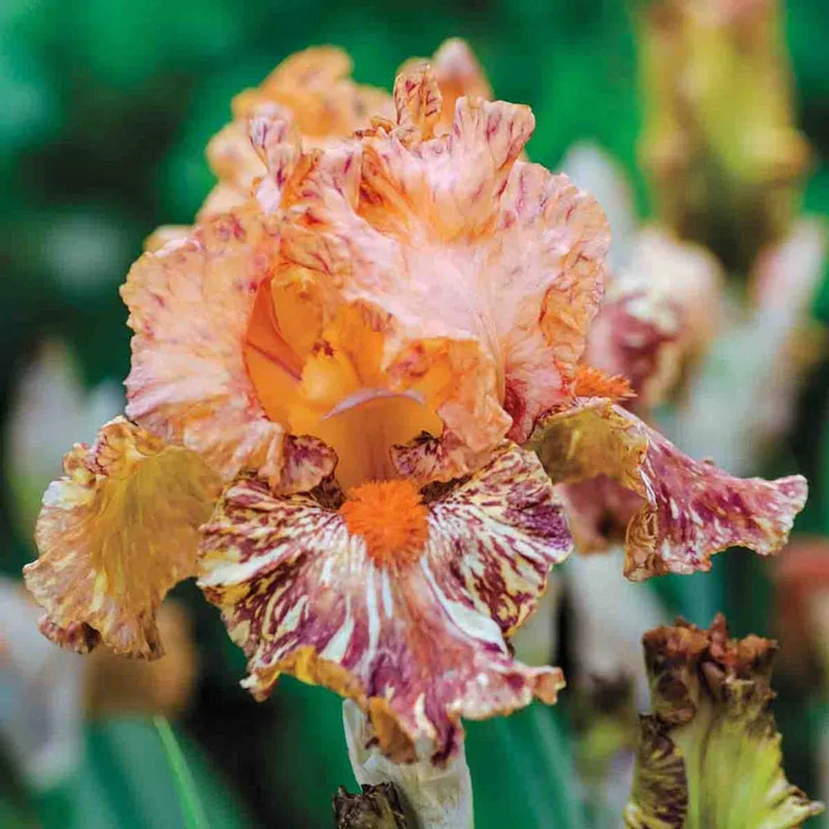 Cheetah Cheese Bearded Iris