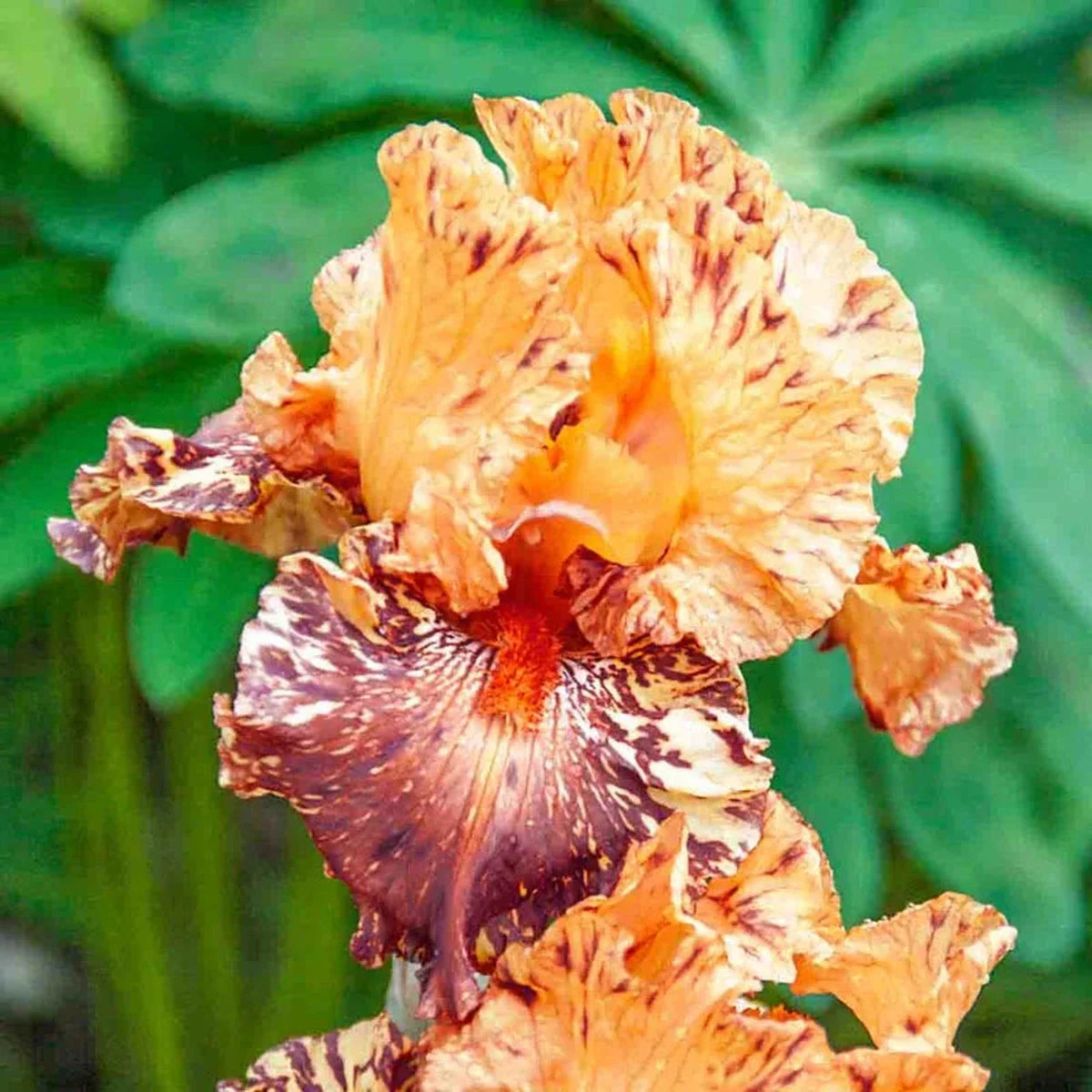 Cheetah Cheese Bearded Iris