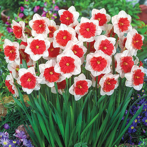 Riot Daffodil Narcissus Bulbs Blooms Species Growing Bonsai Roots Rhizomes Corms Tubers Potted Planting Reblooming Fragrant Garden Flower Seeds Plant