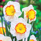 Hawaiian Skies Daffodil