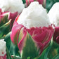 Ice Cream Tulip