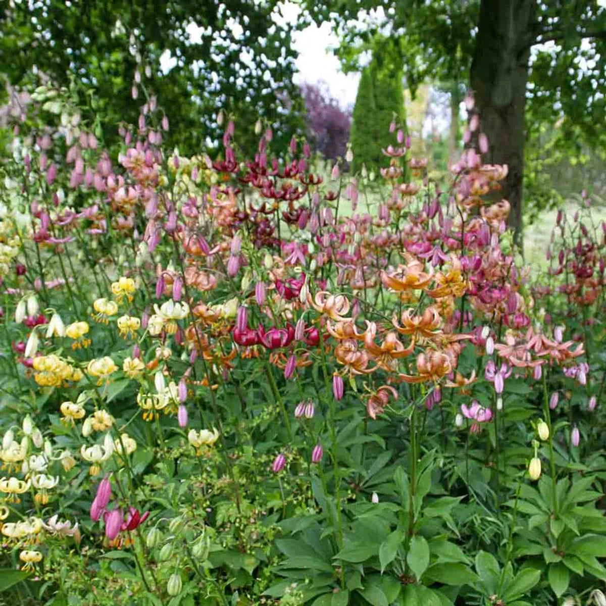 Turks Cap Lily Mixture