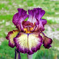 Innocent Star Reblooming Bearded Iris