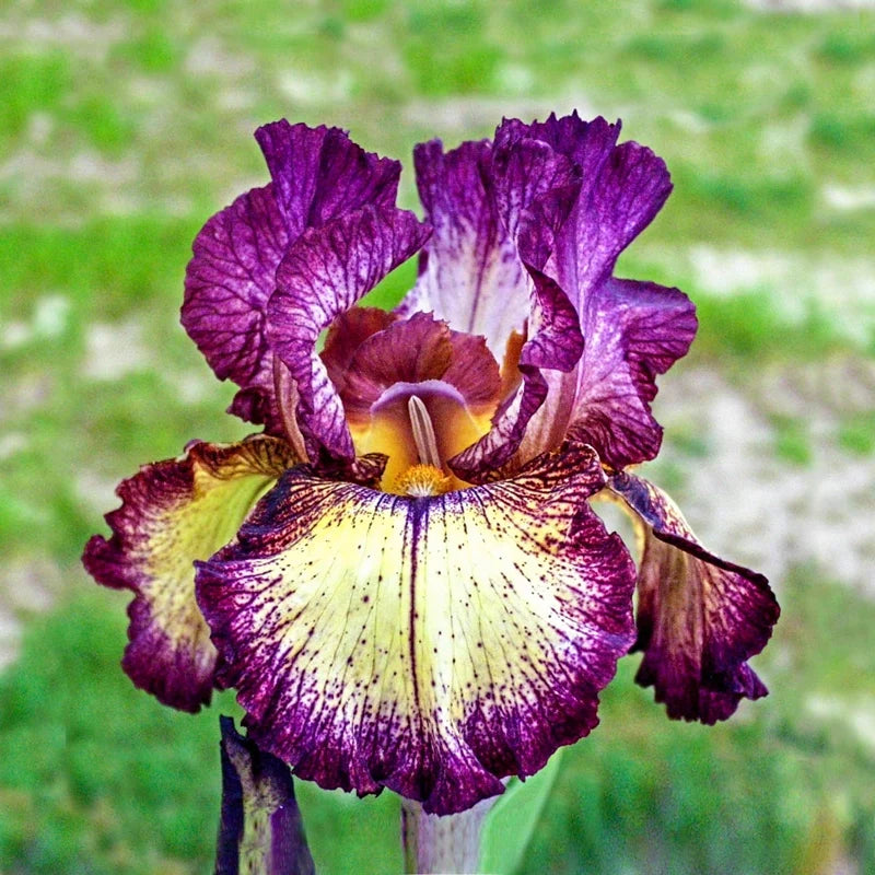 Innocent Star Reblooming Bearded Iris