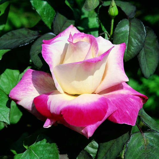 Colombina Rose Seedlings Flower Seeds Perennial Growing Bonsai Corms Tubers Potted Planting Reblooming Fragrant Garden Roots Rhizomes Species Blooms Plant Bulbs Gardening Tree