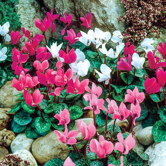 6 Months of Flowering Cyclamen