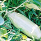 Rare Banana Melon Seed Exotic Charm Sweet Fruit  Unique Flavor