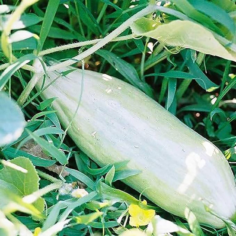 Rare Banana Melon Seed Exotic Charm Sweet Fruit  Unique Flavor
