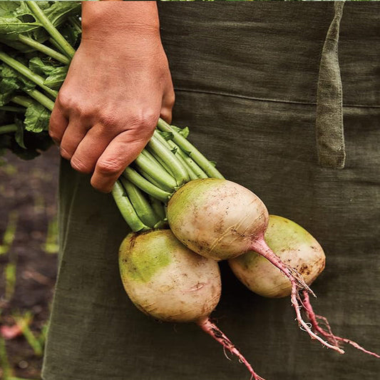 Watermelon Radish Seeds