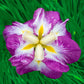 Breck's Dinner Plate Japanese Iris Collection Iris Species Growing Bonsai Bulbs Roots Rhizomes Corms Tubers Potted Planting Reblooming Fragrant Garden Flower Seeds Plant