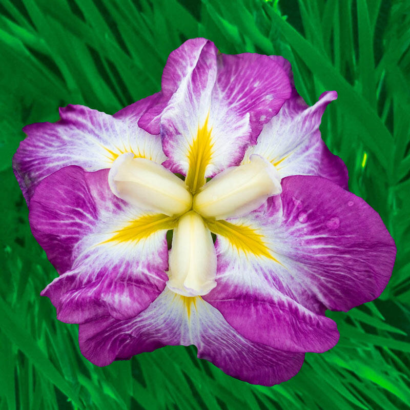 Breck's Dinner Plate Japanese Iris Collection Iris Species Growing Bonsai Bulbs Roots Rhizomes Corms Tubers Potted Planting Reblooming Fragrant Garden Flower Seeds Plant