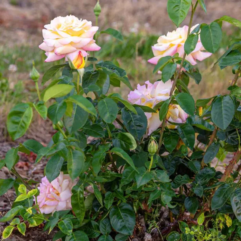 Peaceful Roses - The Messenger of Peace
