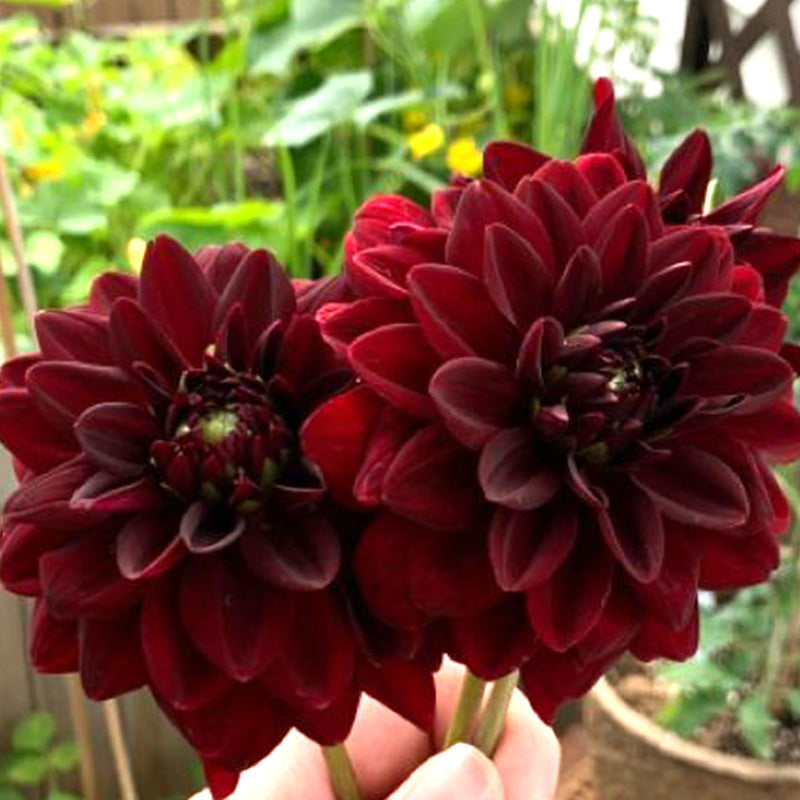 Burgundy Red Dahlia Seeds