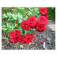 Red Climbing Rose Seedlings Flower Seeds Perennial Growing Bonsai Corms Tubers Potted Planting Reblooming Fragrant Garden Roots Rhizomes Species Blooms Plant Bulbs Gardening Tree