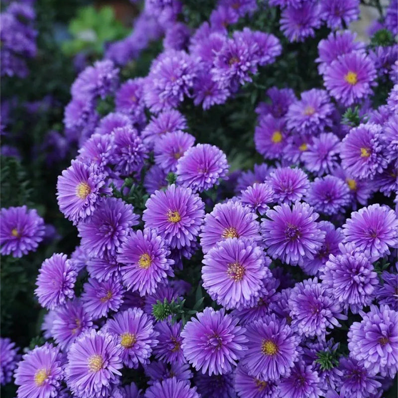 Purple Daisies:Amethyst Gem