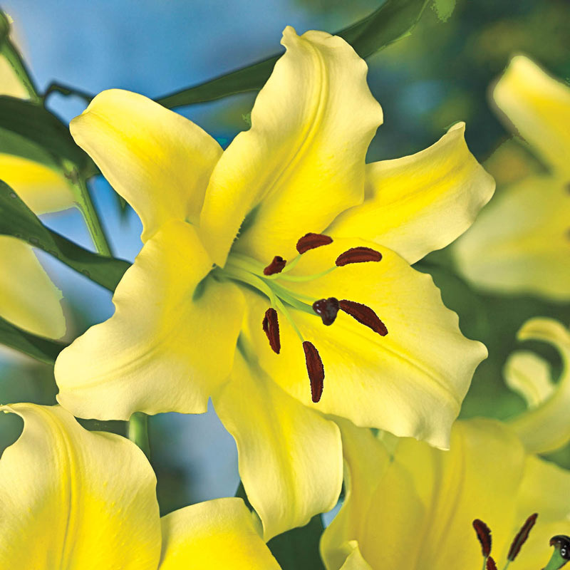 Summer Stunner Lily Tree Collection Lily Blooms Species Growing Bonsai Bulbs Roots Rhizomes Corms Tubers Potted Planting Reblooming Fragrant Garden Flower Seeds Plant