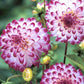 Dahlia Seeds with White Petals and Magenta Flower Edges