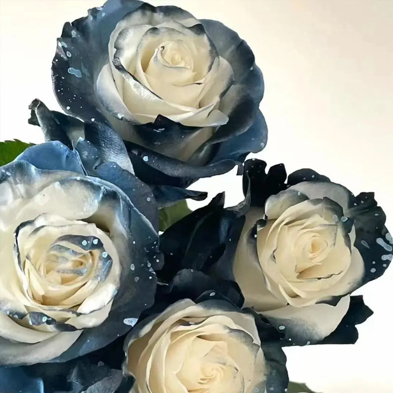 Starry Galaxy Rose - Rare Rose