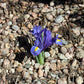 Bearded Iris Species Growing Bonsai Bulbs Roots Rhizomes Iris Hyrcana Has Clear Blue Flowers Bright Yellow Ridge