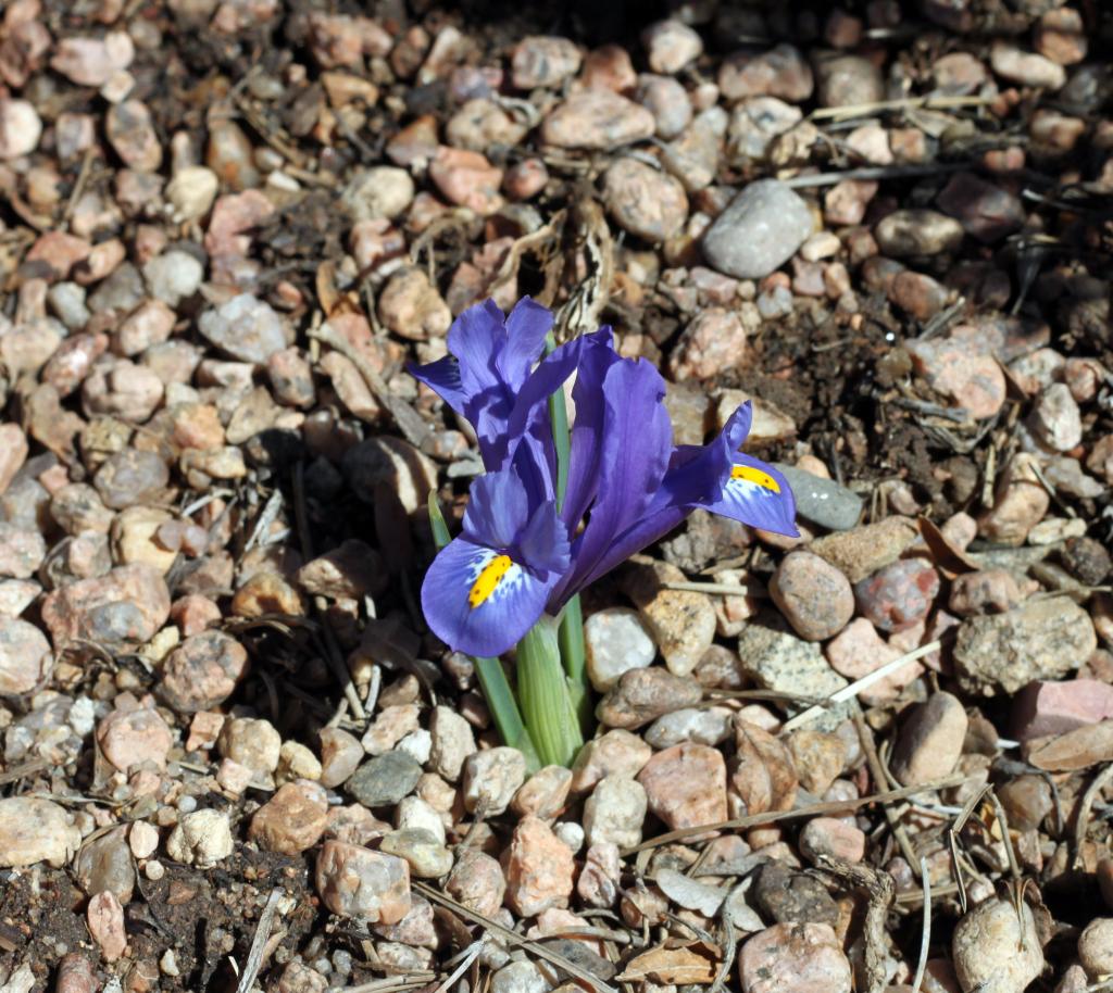 Bearded Iris Species Growing Bonsai Bulbs Roots Rhizomes Iris Hyrcana Has Clear Blue Flowers Bright Yellow Ridge