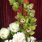 Cymbidium Orchid Seeds-Light Green