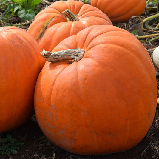 Pumpkin Prizewinner F1 Seed