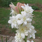 White Bulbs  Double Flowering Bulbs | Fragrant Flowers Grow Tuberose bulbs bulk-Tuberose bulbs for planting-Tuberose plant bulbs-Tuberose tubers bulk