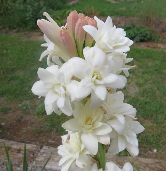 White Bulbs  Double Flowering Bulbs | Fragrant Flowers Grow Tuberose bulbs bulk-Tuberose bulbs for planting-Tuberose plant bulbs-Tuberose tubers bulk