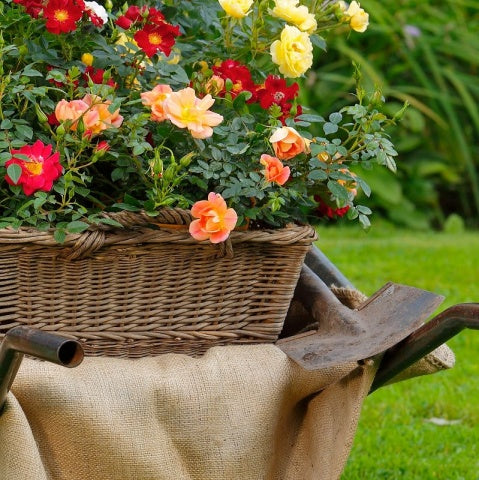 Apricot Rose Seedlings Flower Seeds Perennial Growing Bonsai Corms Tubers Potted Planting Reblooming Fragrant Garden Roots Rhizomes Species Blooms Plant Bulbs Gardening Tree