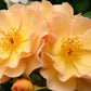 Amber Sun Rose Seedlings Flower Seeds Perennial Growing Bonsai Corms Tubers Potted Planting Reblooming Fragrant Garden Roots Rhizomes Species Blooms Plant Bulbs Gardening Tree
